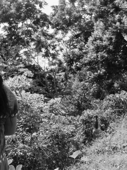 Mujer de espaldas mirando el cafetal, en blanco y negro