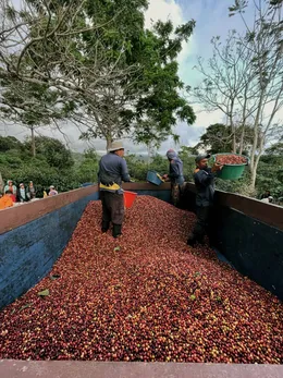 Recolectores vaciando canastas de café en un camión