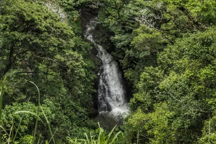 Catarata en el bosque nuboso de Monteverde