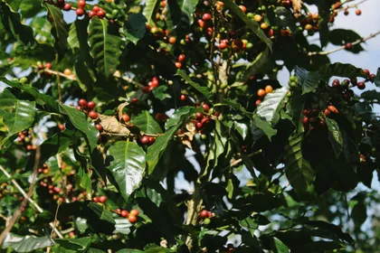 Rama de café con cerezas maduras