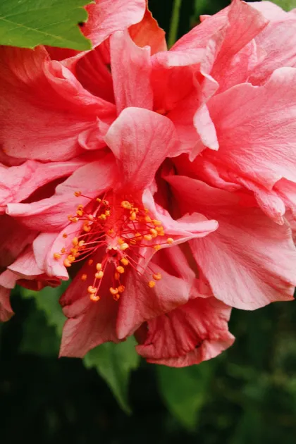 Flor de hibisco roja