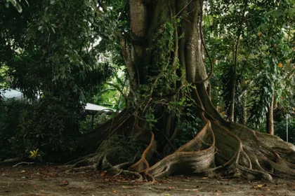 Raíces de un árbol en el bosque