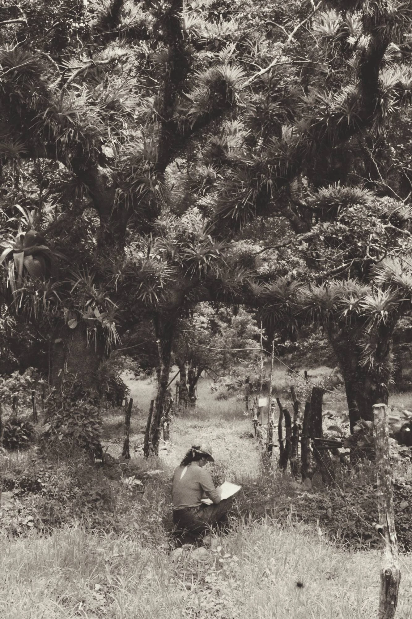 Persona dibujando bajo los árboles en Monteverde, Costa Rica