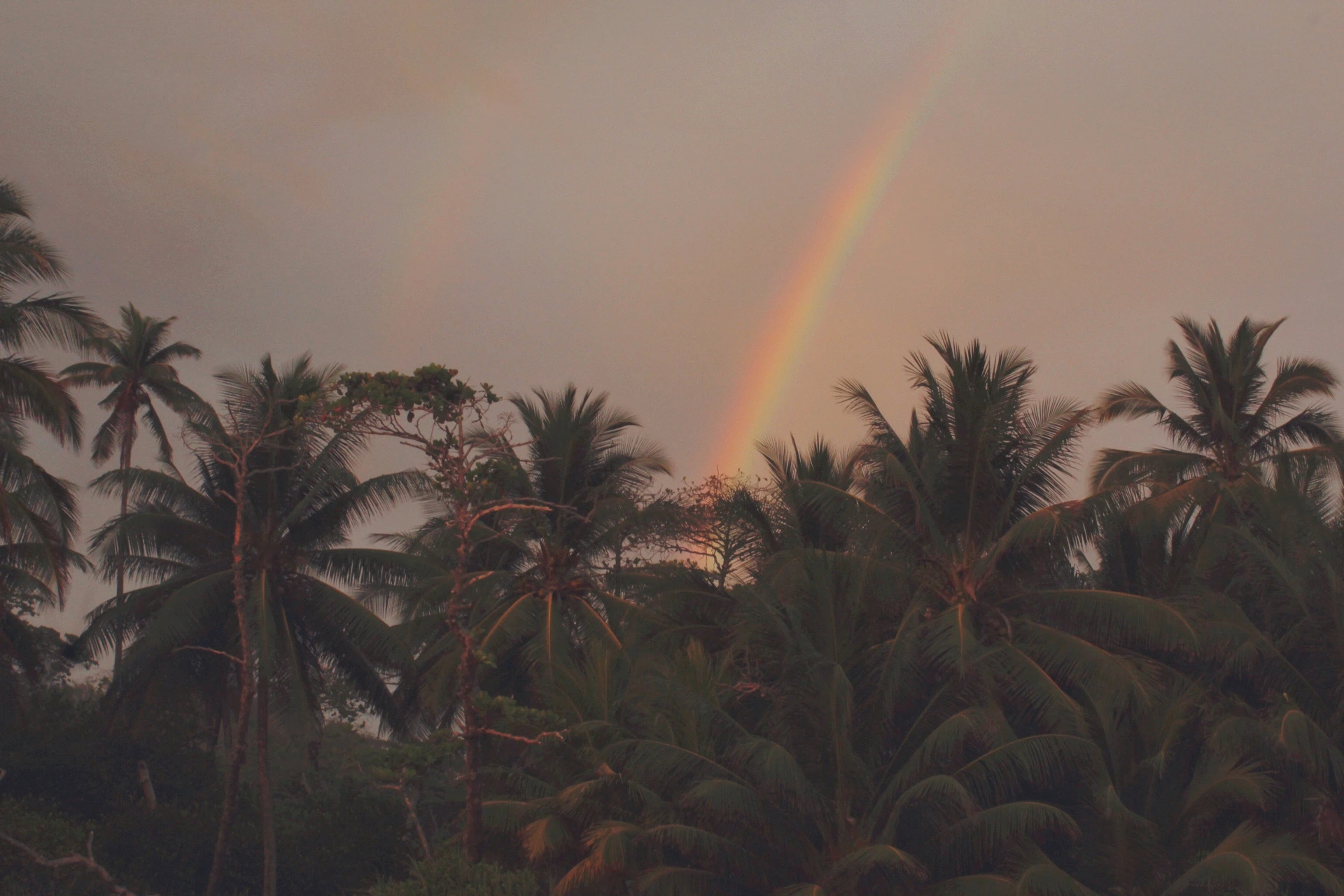Palmeras al atardecer con un arcoíris, Costa Rica