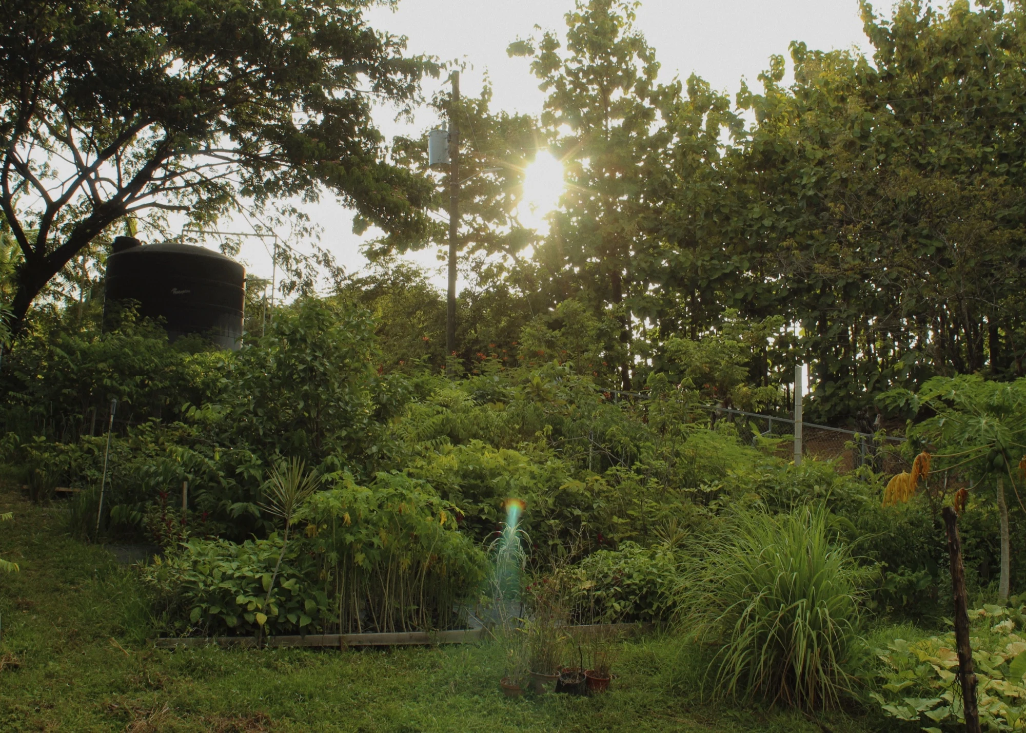 Jardín del vivero de Tierramor con luz de la tarde