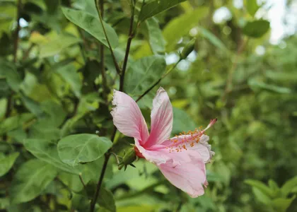 Flor de hibisco rosada entre hojas verdes