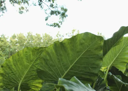 Hojas grandes de una planta tropical