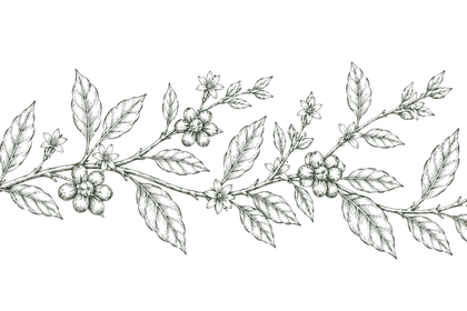 Ilustración botánica de la planta de café creada para Buena Vida