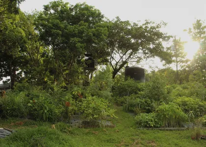 Jardín del vivero Basecamp con luz de la tarde