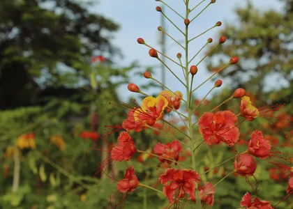 Flores rojas de malinche