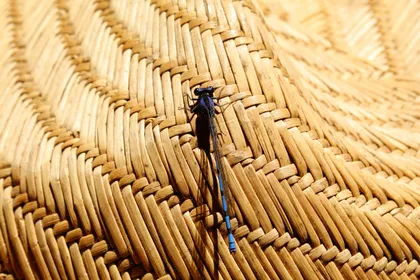 Libélula sobre un tejido de fibra natural