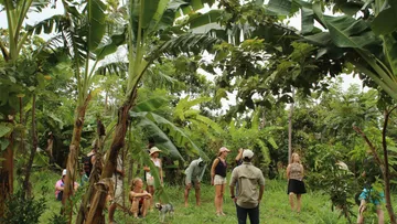 Grupo recorriendo un platanal en Tierramor