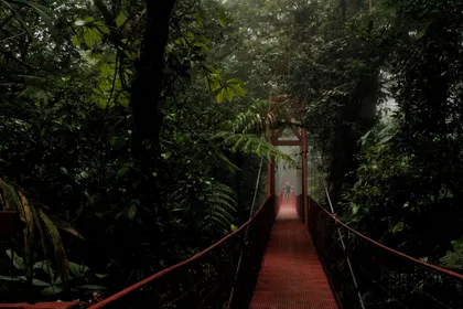 Puente colgante en el bosque nuboso