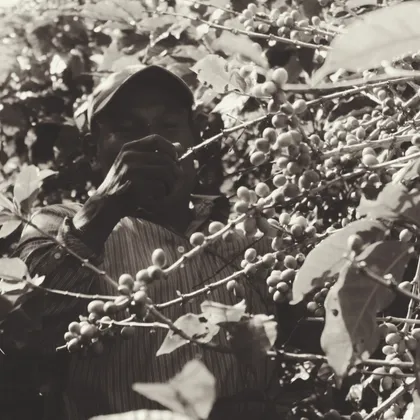 Recolector entre las ramas de café, en sepia