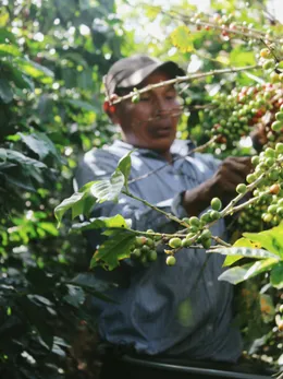 Recolector tomando cerezas verdes y rojas