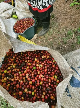 Saco lleno de cerezas de café recién cosechadas